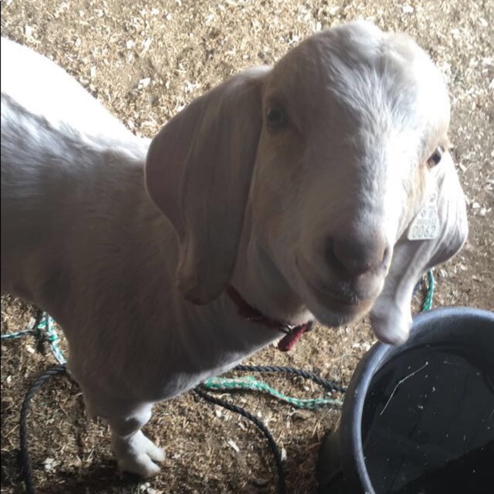 Meet your Posher, Tana
